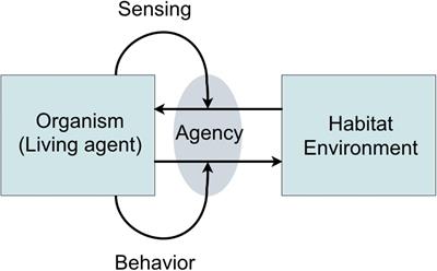 The Evolution of Soundscape Appraisal Through Enactive Cognition